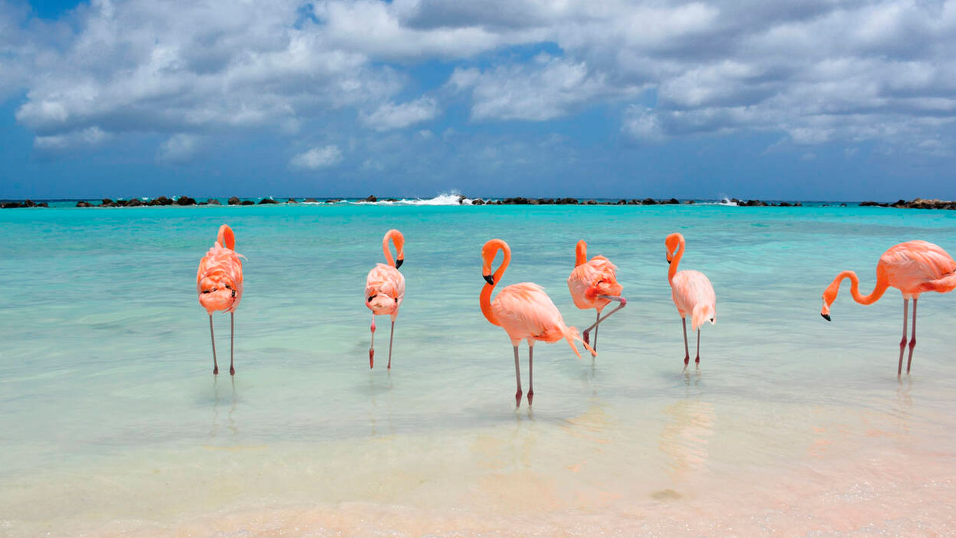 aruba