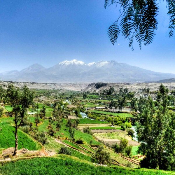 c.p-600x600