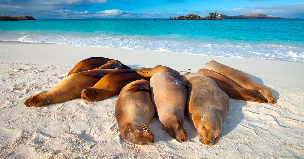 galapagos3