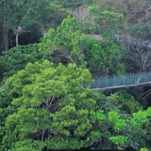 puente-colgante-300x300